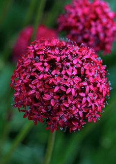 red flowers with green leaves in the background