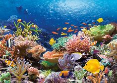 an aquarium filled with lots of colorful fish