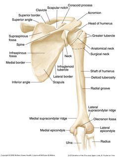 the bones of the upper limb and lower limb are labeled in this diagram, with labels on each side