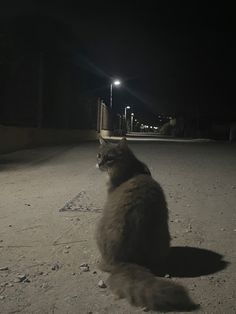 A cute gray cat at night Gray Cat Aesthetic, Cats At Night, Animals At Night, Cat At Night, Cat Core, Cute Gray Cat, Night Core, Weird Photos, Blue Soul