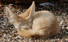 a small animal is curled up on some gravel