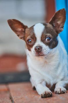 a small brown and white dog sitting on top of a brick floor next to a blue door