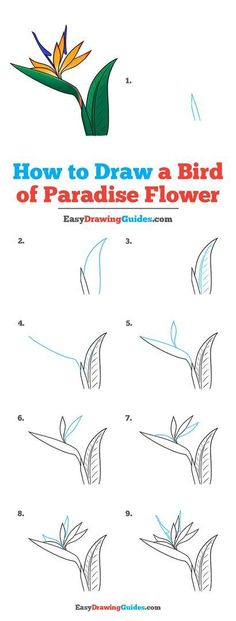 how to draw a bird of paradise flower step by step instructions for children and adults