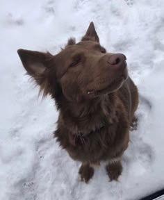 a brown dog sitting in the snow with its eyes closed and his head tilted to the side