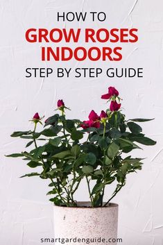 a potted plant with pink flowers in it and the words how to grow roses indoors step by step guide