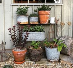 several potted plants are sitting on a shelf