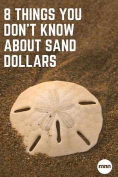 sand dollar on the beach with text that reads 8 things you don't know about sand dollars