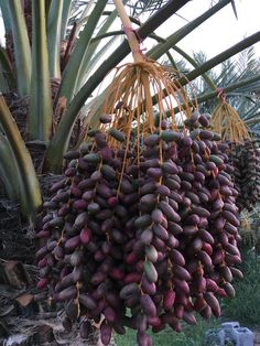 a large bunch of fruit hanging from a palm tree in a garden or jungle area