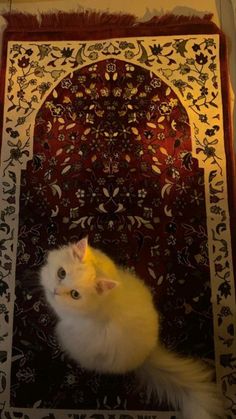 a white cat sitting on top of a rug in front of a wall with an intricate design