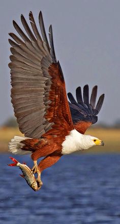 an eagle is flying over the water with it's wings spread out and landing