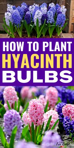 how to plant hyacinth bulbs in the garden with purple and white flowers