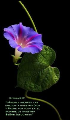 a purple flower with green leaves in front of a black background that says, i can't wait for the flowers to bloom