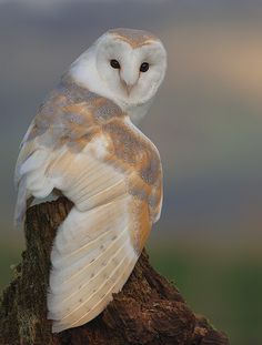 an owl sitting on top of a tree branch