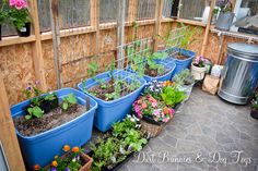 several blue plastic containers filled with plants and flowers