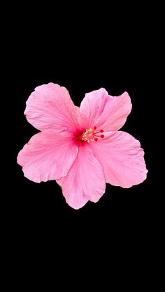 a pink flower on a black background