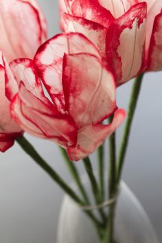 some red flowers are in a clear vase