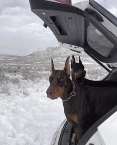 two black and brown dogs sitting in the back of a car on snow covered ground