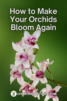 some white and pink flowers with the words how to make your orchids bloom again