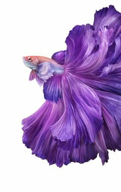 an image of a purple fish that is swimming in the water on a white background