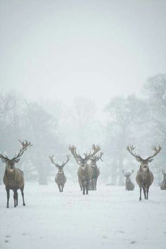 Stags in the snow House Baratheon, Passive Voice, Regnul Animal, Kuroo Tetsurou, 카드 디자인, Valar Morghulis, Mule Deer, Manx, Winter Beauty