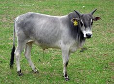 a gray cow standing on top of a lush green field