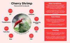 a red and white brochure with information about cherry shrimp