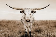 a cow with long horns standing in the middle of a field