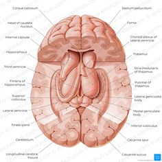 the structure of the human brain and its major functions, including the cerebratorys