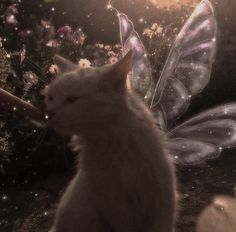 a white cat sitting in front of a butterfly