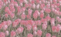 many pink tulips are blooming in the field