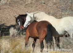 two horses standing next to each other on a dry grass field