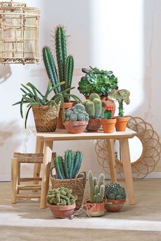 there are many different types of plants in the room together on this small wooden table