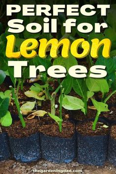 the perfect soil for lemon trees with text overlay that reads, how to make perfect soil for lemon trees