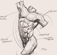 an image of a drawing of a man's torso and arm with muscles labeled