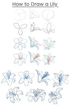 how to draw lily flowers with colored pencils on white paper, including blue and red ink