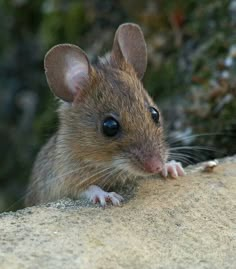 a brown mouse sitting on top of a rock