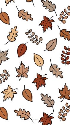 autumn leaves and acorns on a white background