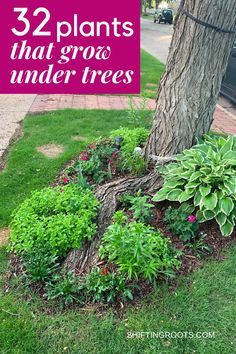 some plants that grow under trees in the yard with text overlay saying, 32 plants that grow under trees