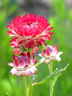 two red and white flowers with green stems in the foreground on a sunny day