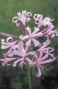 Learn how to plant and grow Nerine bowdenii, for beautiful pink flowers this autumn. Pink Plants, Beautiful Pink Flowers, Pink Plant, Flowers Beautiful, Flower Spike, Plants Flowers, Bulb Flowers, Planting Bulbs, Garden Soil