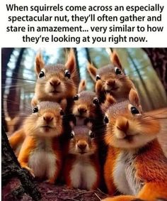 a group of squirrels standing next to each other on top of a forest floor with text that reads, when squirrels come across an especially spectacular nut, they'll often