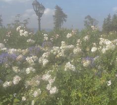 a field full of white and pink flowers next to a street light with trees in the background