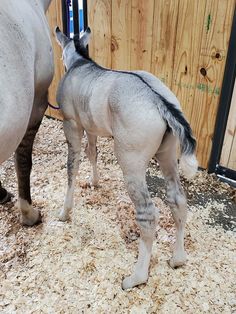 two horses standing next to each other in a pen