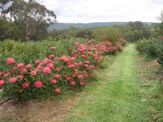 pink flowers line the side of a dirt path in an open field with trees and bushes