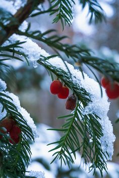 berries are hanging from the branches of a tree covered in snow and pine needles with red berries on them