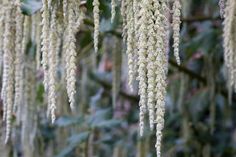 some white flowers hanging from a tree branch