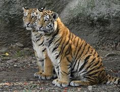 two tigers sitting next to each other in front of a rock wall with leaves on the ground