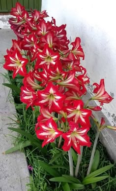 red and white flowers are growing in the grass near a wall with green trimmings