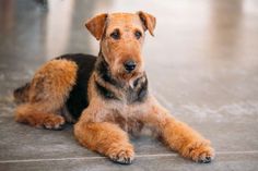 a brown and black dog laying on the floor