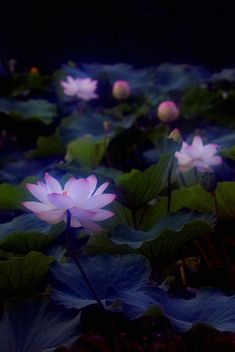 purple flowers are blooming in the middle of a pond with green leaves and water lilies